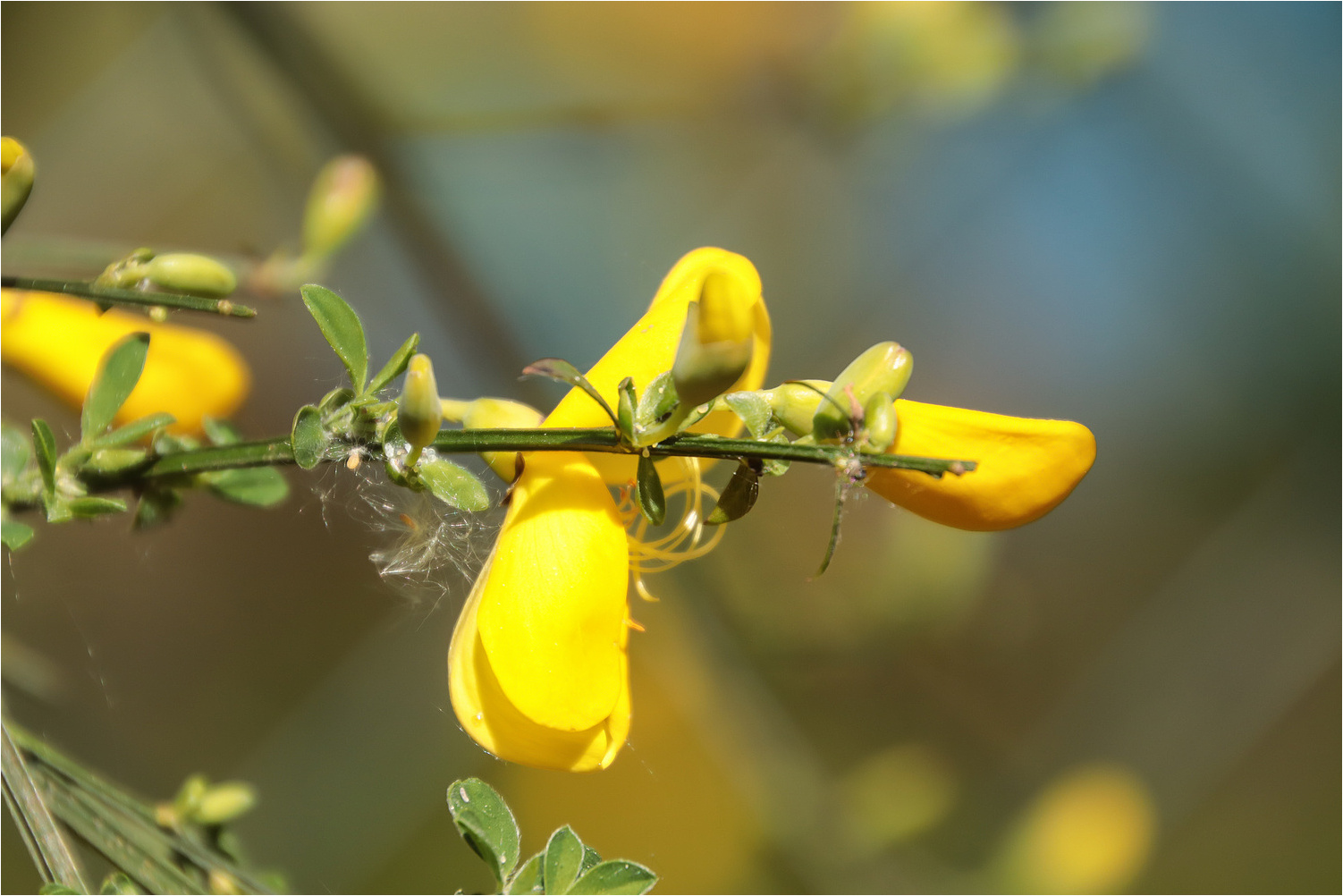 Ginsterblüten