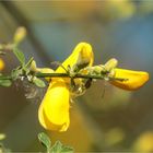 Ginsterblüten