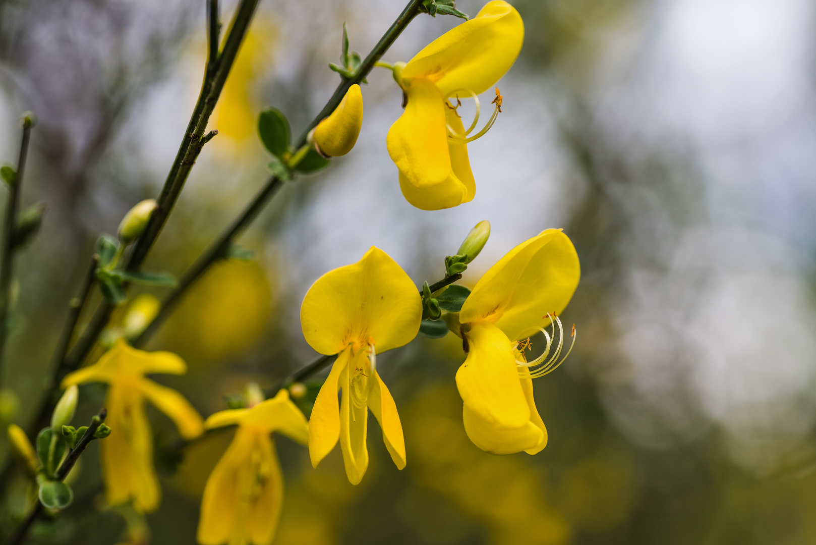 Ginsterblüten