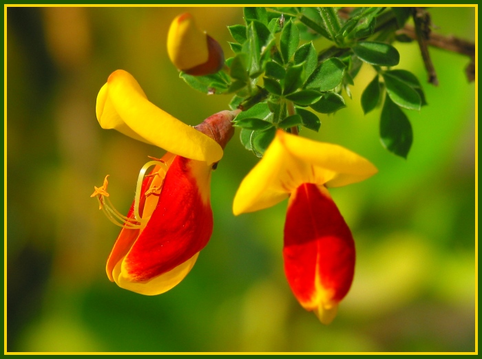 Ginsterblüten gelb-rot