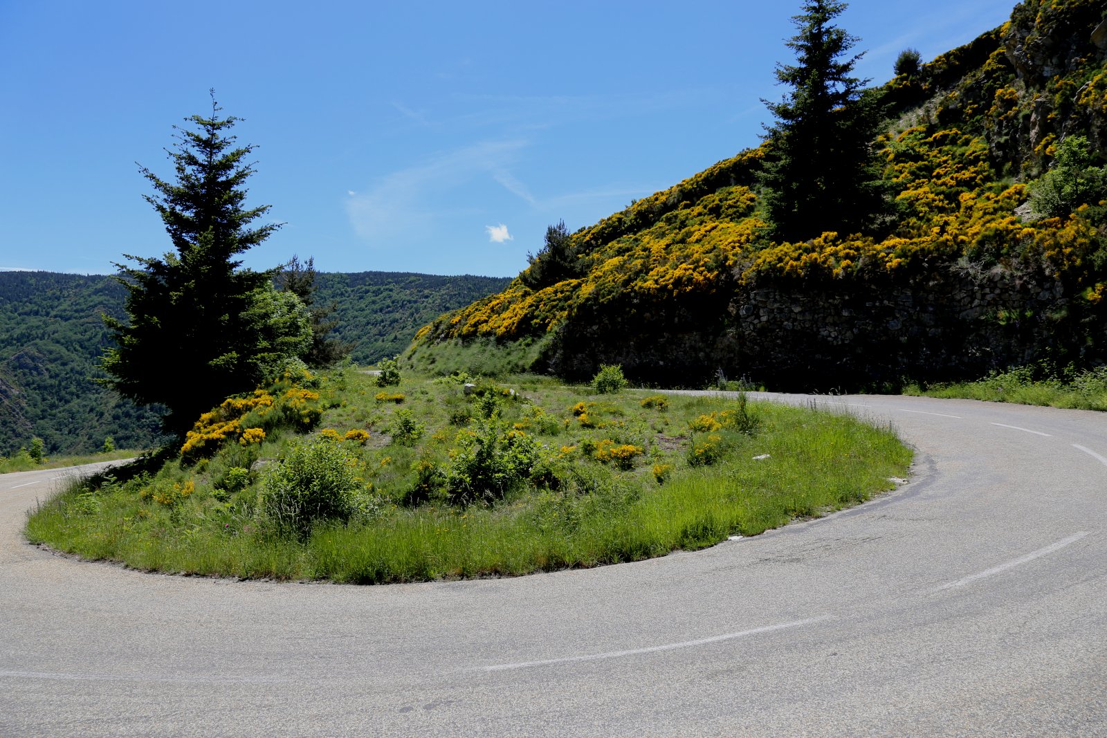 Ginsterblüten in den Ardèche Bergen