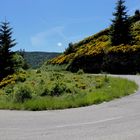 Ginsterblüten in den Ardèche Bergen