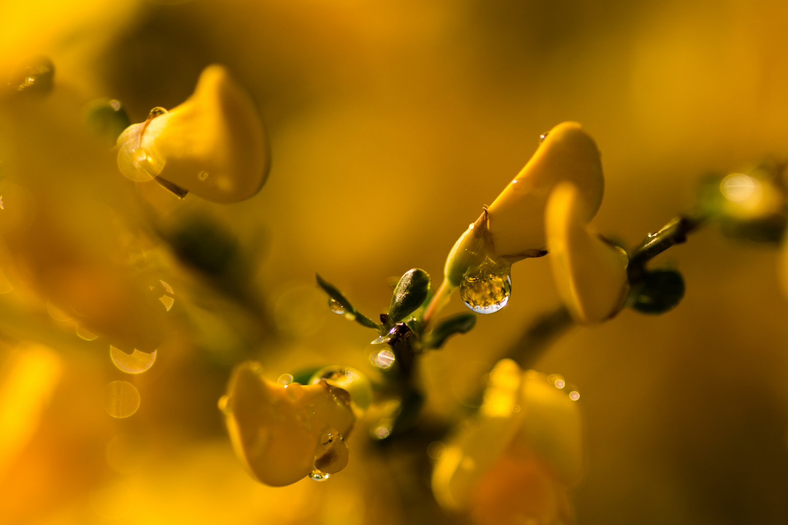 Ginsterblüten in der Wahner Heide