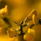 Ginsterblüten in der Wahner Heide