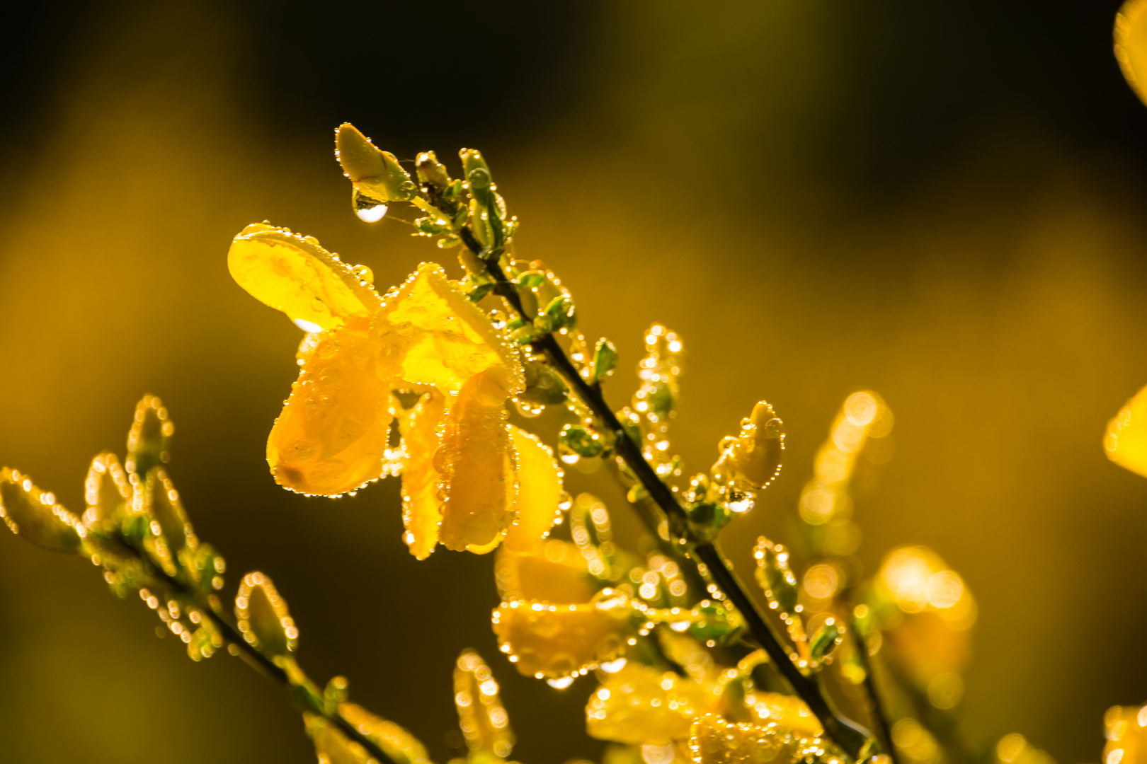 Ginsterblüten in der Wahner Heide