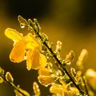 Ginsterblüten in der Wahner Heide