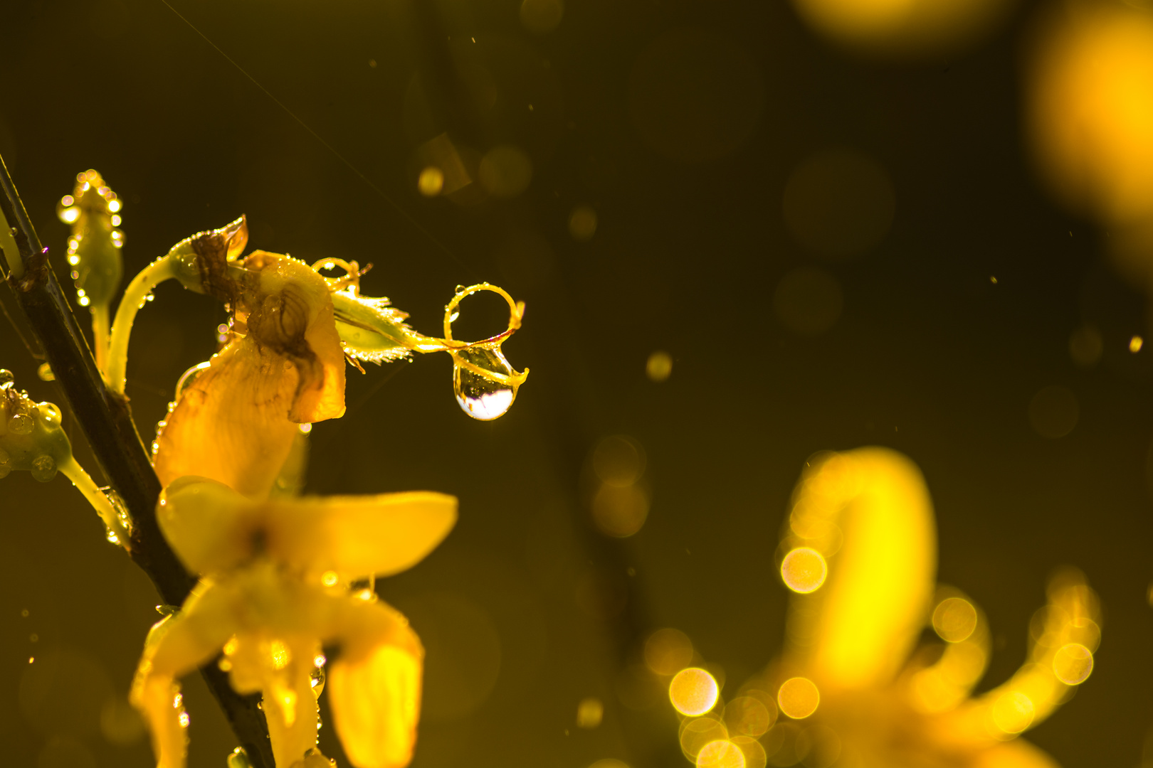 Ginsterblüten in der Wahner Heide