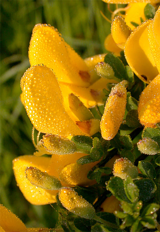 Ginsterblüten mit Tautropfen