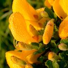 Ginsterblüten mit Tautropfen