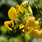 Ginsterblüten mit Tropfen