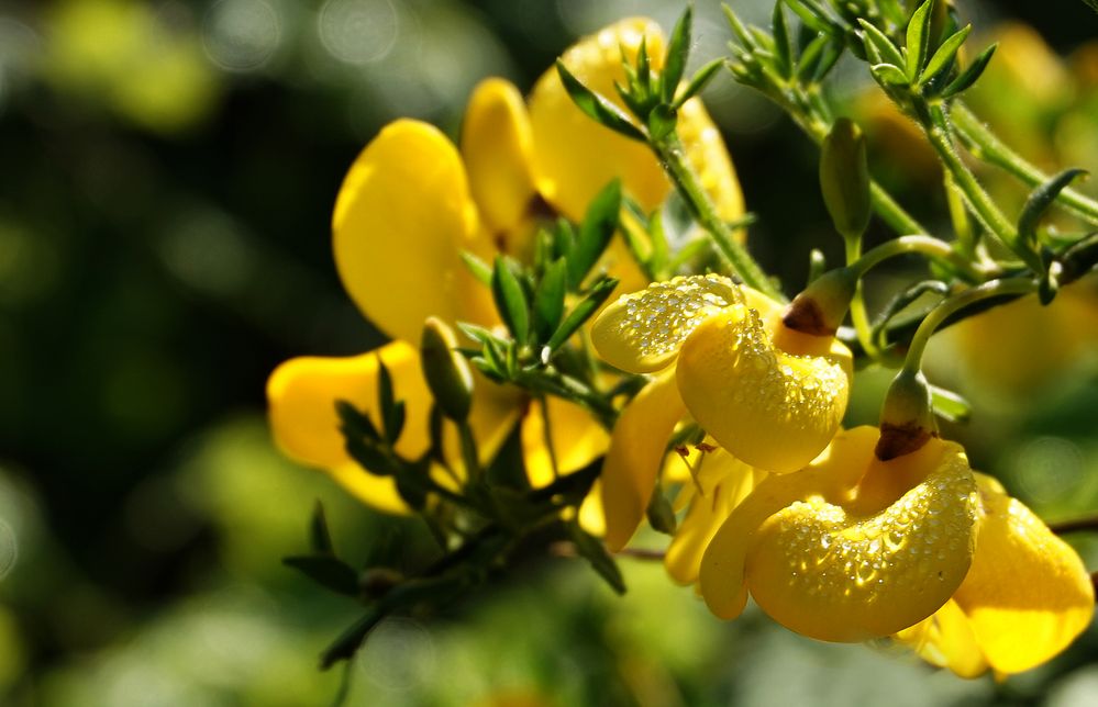 Ginsterblüten mit Tropfen