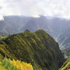  Ginsterblüten Panorama