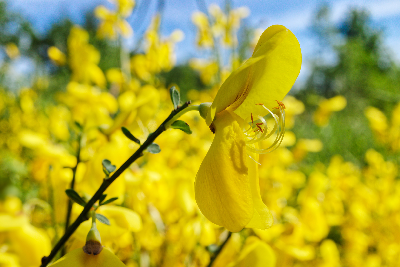 Ginsterblüten unter der Frühlingssonne