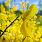 Ginsterblüten unter der Frühlingssonne