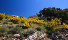 Ginsterbüsche in der Sierra Nevada