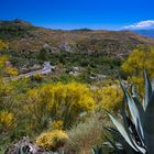 Ginsterbüsche und Agaven in der Sierra Nevada