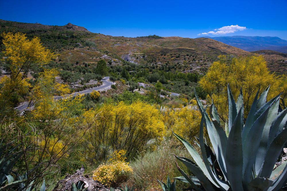 Ginsterbüsche und Agaven in der Sierra Nevada