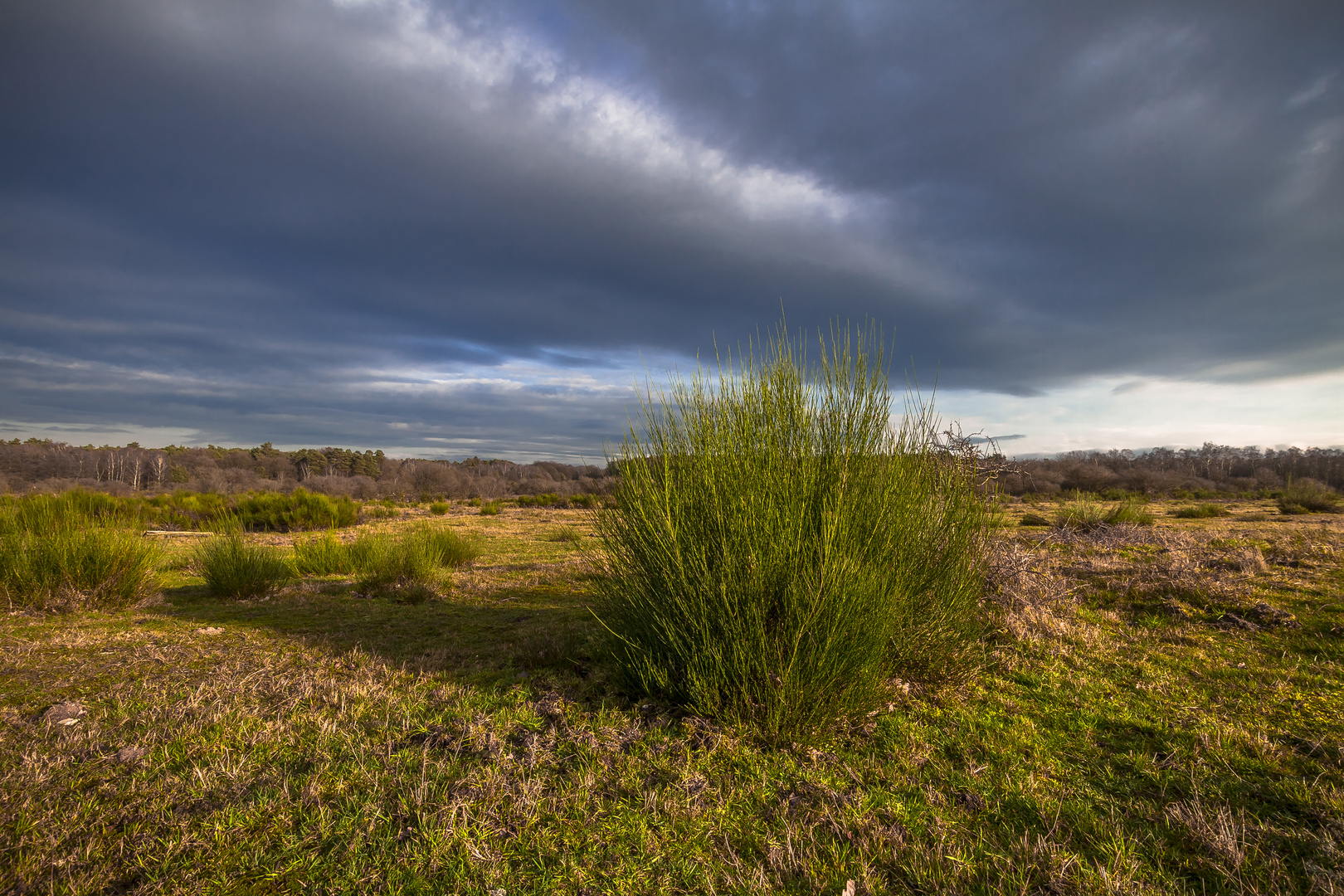 Ginsterbusch in der Heide