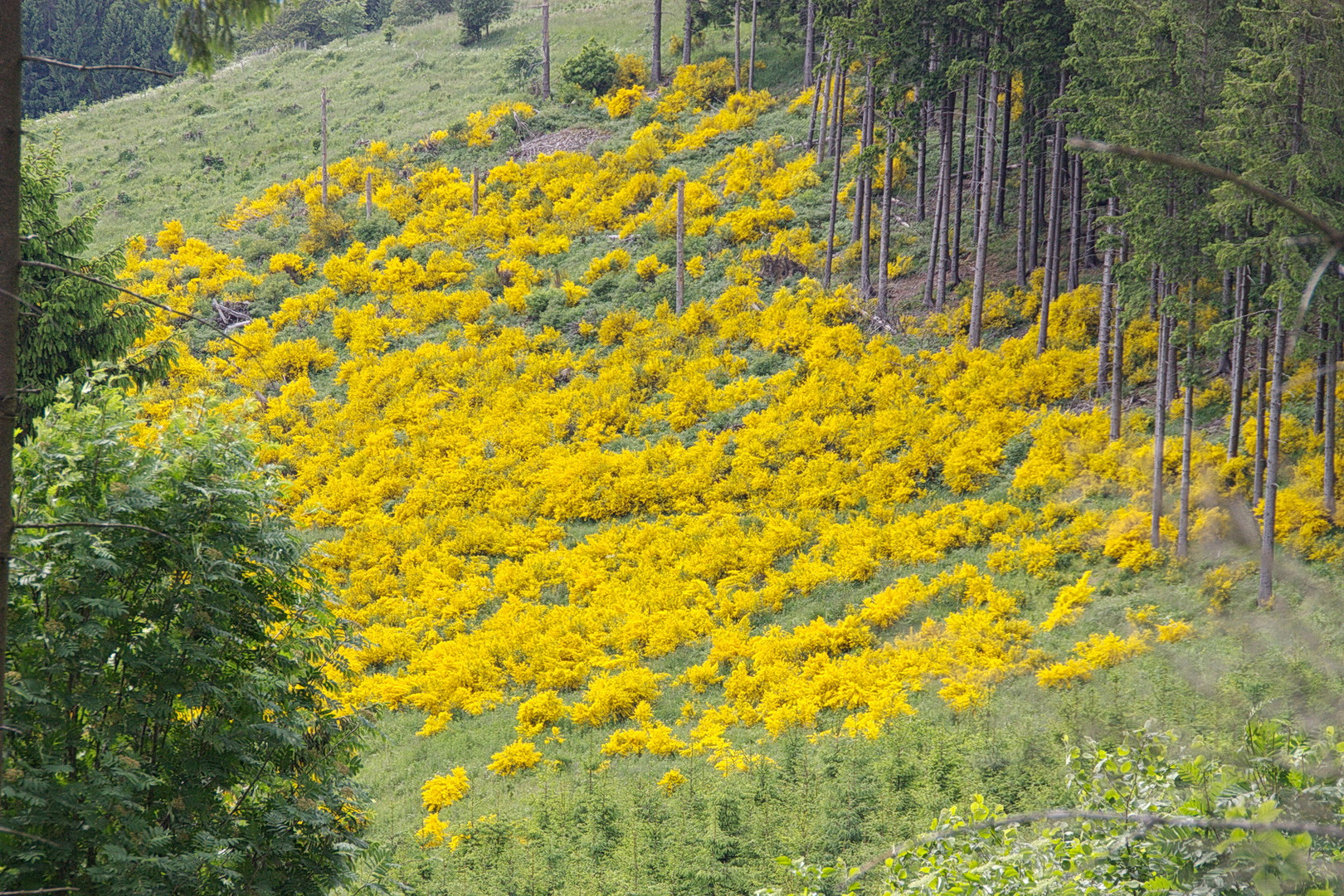 Ginsterfeld im Sauerland