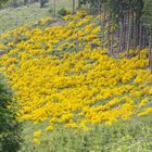 Ginsterfeld im Sauerland