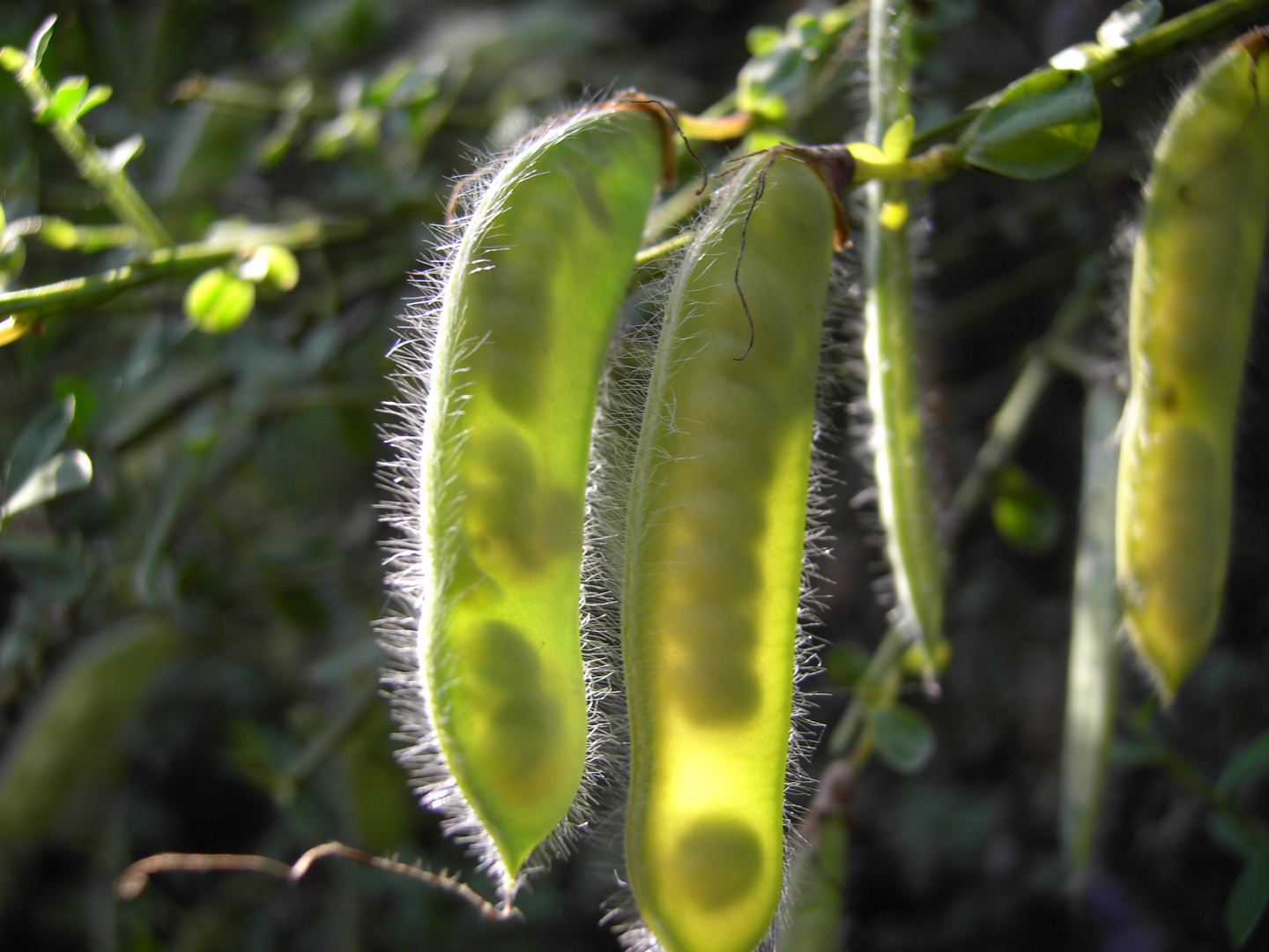 Ginsterfrucht im Gegenlicht