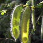 Ginsterfrucht im Gegenlicht