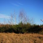 Ginsterhain an einem Feld