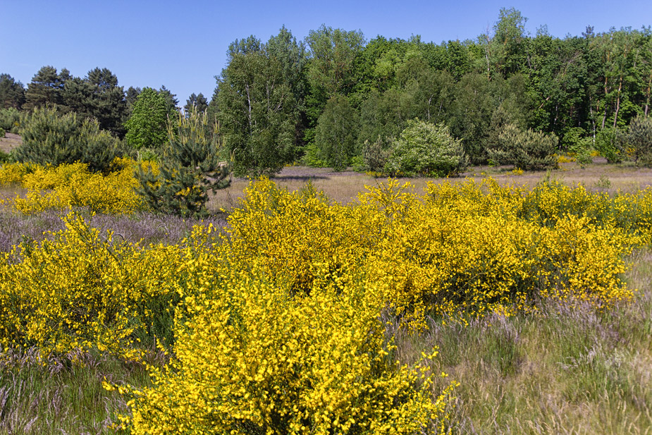 Ginsterheide