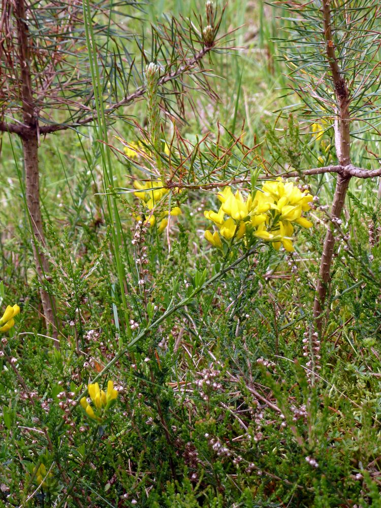 Ginsterheide