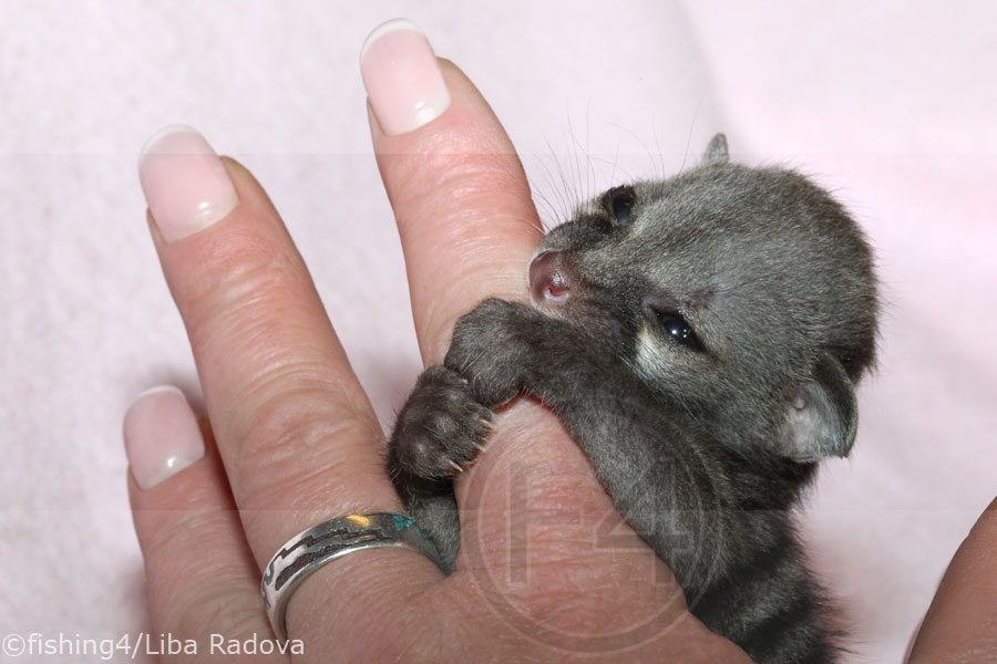 Ginsterkatze