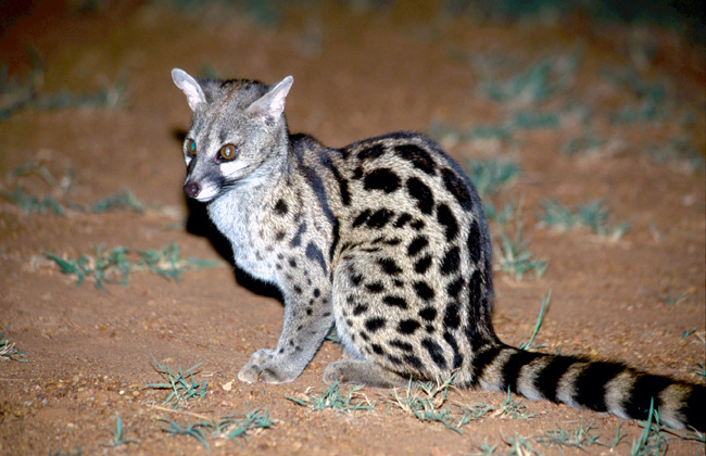 Ginsterkatze, Ithala Game Reserve