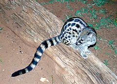 Ginsterkatze, Ithala Game Reserve, Südafrika