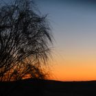 Ginsterstrauch im Sonnenuntergang