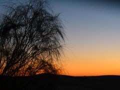 Ginsterstrauch im Sonnenuntergang