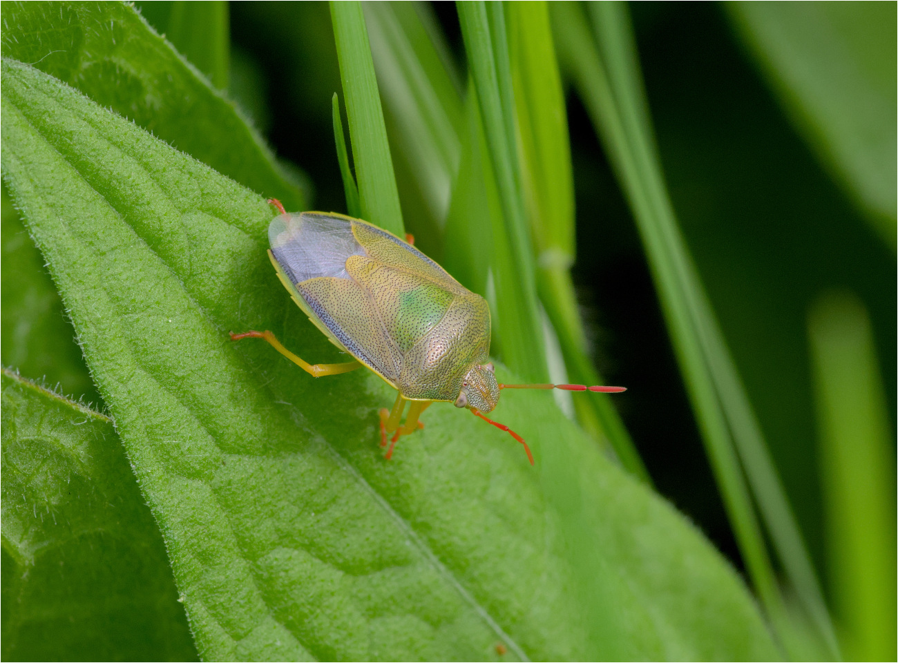 Ginsterwanze (Piezodorus lituratus)