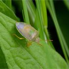 Ginsterwanze (Piezodorus lituratus)