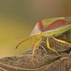 Ginsterwanze (Piezodorus lituratus)