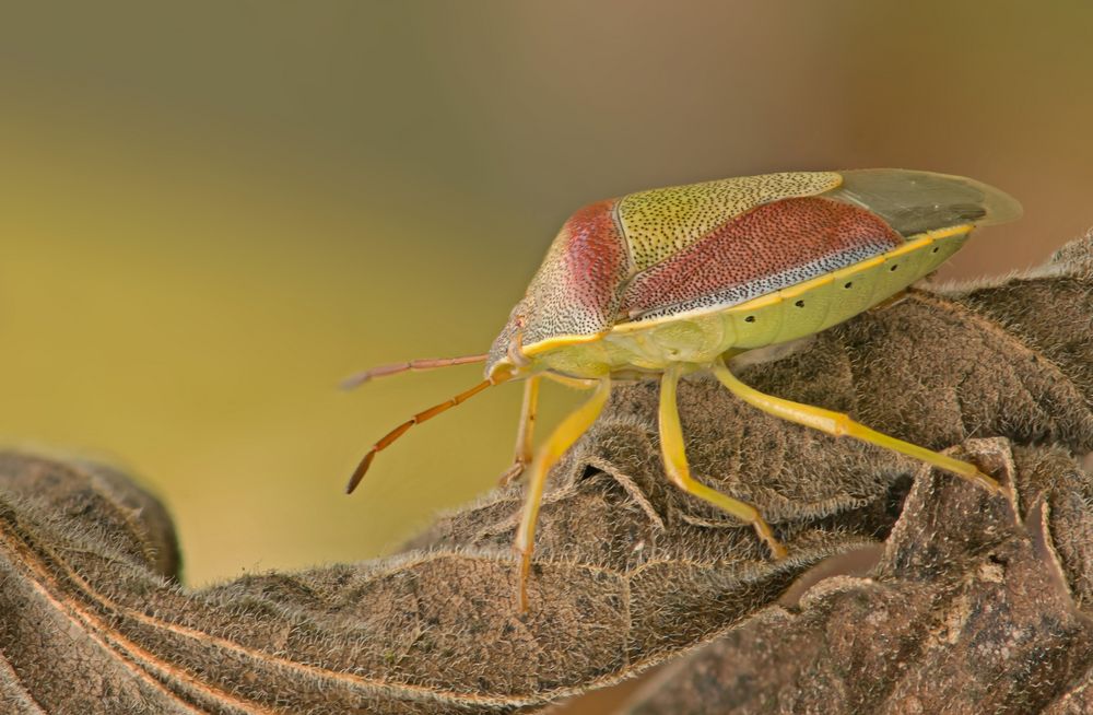 Ginsterwanze (Piezodorus lituratus)