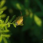 Ginsterwanze (Piezodorus lituratus) im Abendlicht