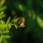 Ginsterwanze (Piezodorus lituratus) im Abendlicht beim Abflug