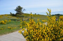 Ginsterweg zum Inselblick 