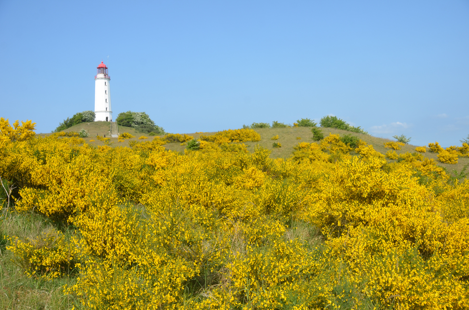 Ginsterzeit am Leuchtturm Dornbusch