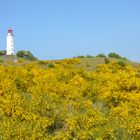 Ginsterzeit am Leuchtturm Dornbusch