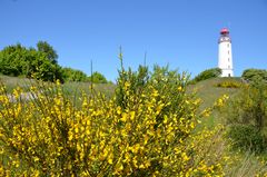 Ginsterzeit Hiddensee 