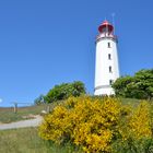 Ginsterzeit Hiddensee 