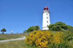 Ginsterzeit Hiddensee 