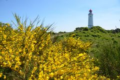 Ginsterzeit Hiddensee 