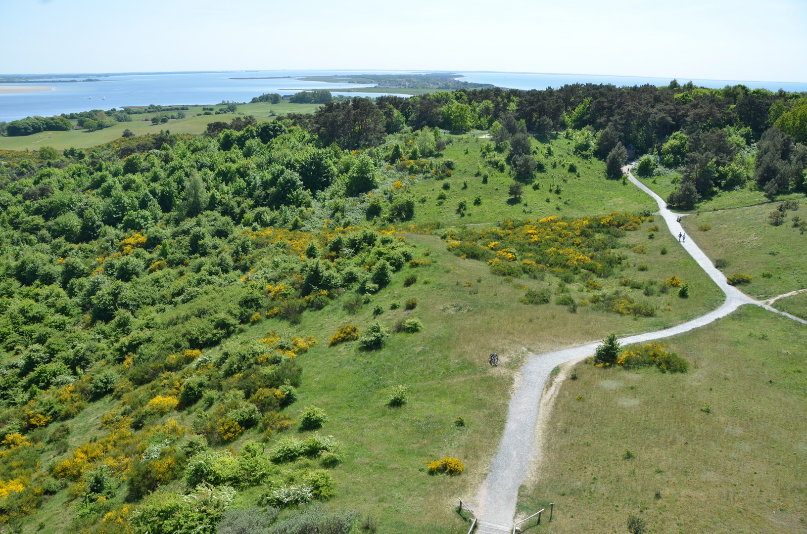 Ginsterzeit Hiddensee 