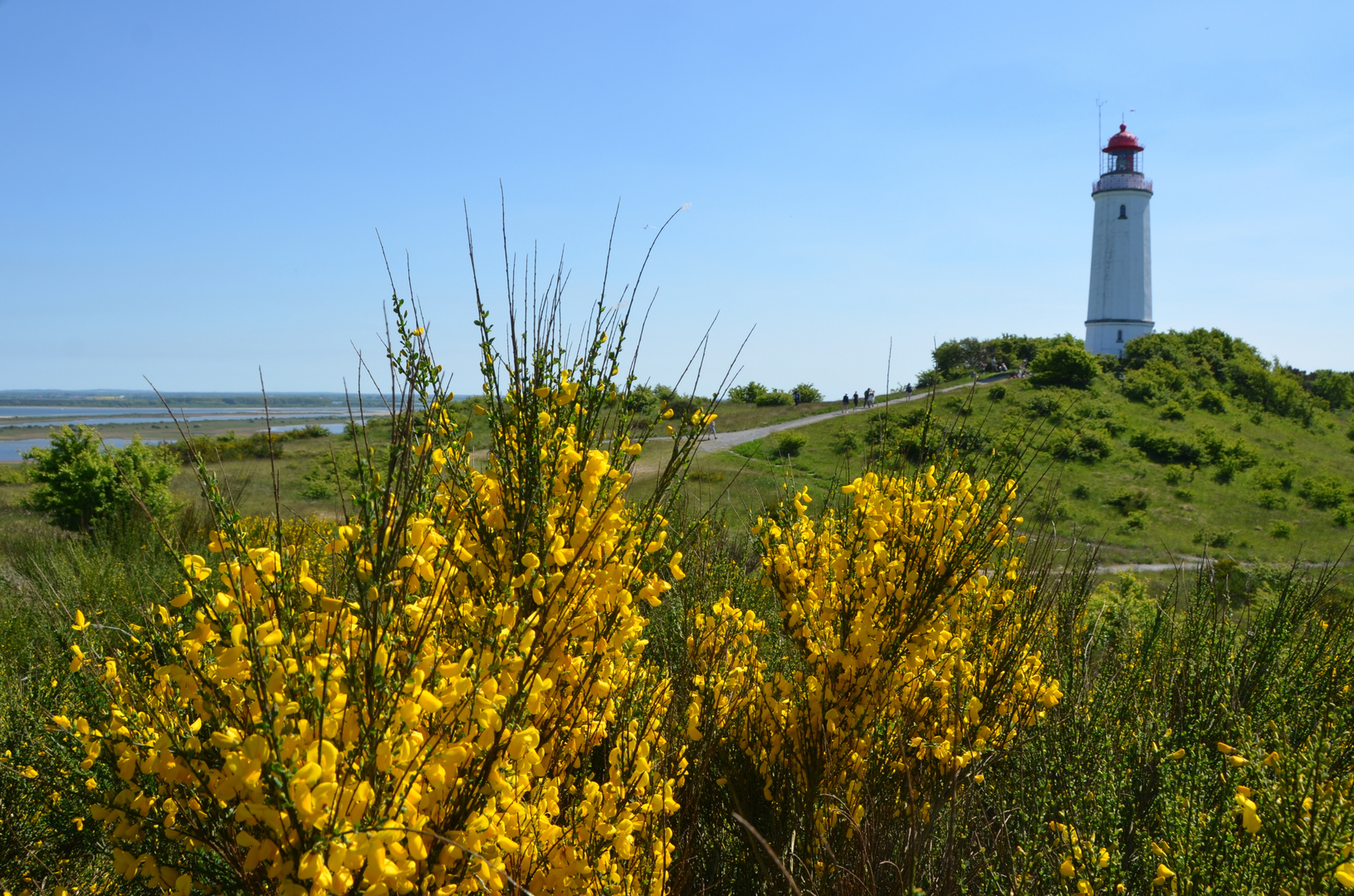 Ginsterzeit Hiddensee 