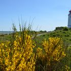 Ginsterzeit Hiddensee 